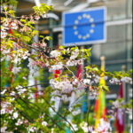 Cherry blossoms frame the EU flag, symbolizing the intersection of nature, diplomacy, and European integration.
