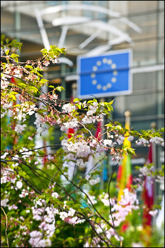 Cherry blossoms frame the EU flag, symbolizing the intersection of nature, diplomacy, and European integration.