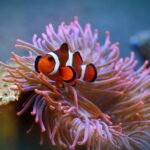 A clownfish navigates the colorful embrace of a sea anemone, symbolizing the marine life to be cultivated in Kazakhstan’s new marine fish farm.