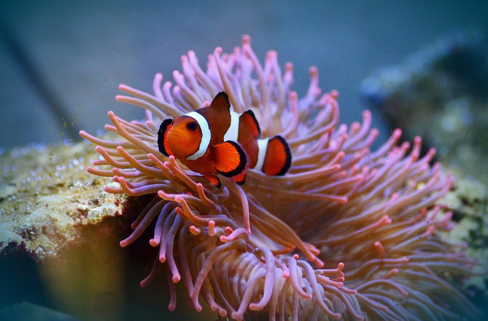 A clownfish navigates the colorful embrace of a sea anemone, symbolizing the marine life to be cultivated in Kazakhstan’s new marine fish farm.