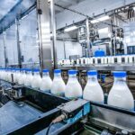 Automated milk bottling lines at a Baltic dairy plant highlight production bottlenecks as demand surges, reflecting broader EU agricultural policy challenges.